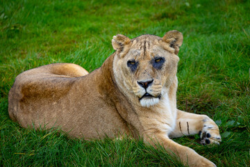 lion in the grass