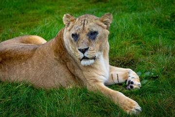 lion in the grass