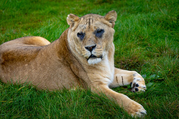 lion in the grass
