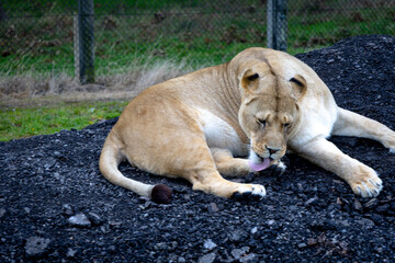 lion in the grass