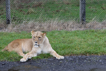 lion in the grass