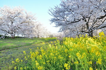 加治川治水記念公園の桜と菜の花（新潟県）