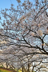 加治川治水記念公園の桜並木（新潟県）