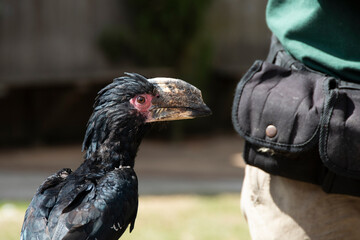 Hornbill