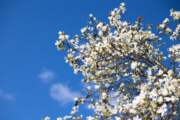 Blühende Magnolie im Frühling