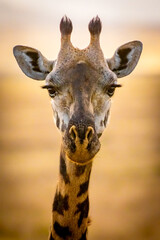 Giraffen Portrait