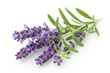 Obraz premium A fresh Lavender isolated on white