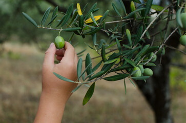 Close-up horizontal photography of a child hand picking olives from olive branch tree in Spain....