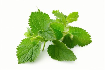 A fresh Lemon balm isolated on white