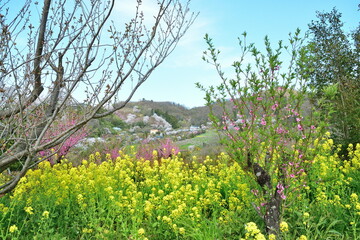 Obraz premium 花見山公園からの眺め（福島県）