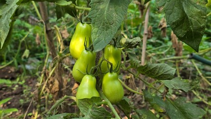 Close-up macro photo of fresh, unripe green tomatoes hanging on a plant in a home garden. Ideal for themes like gardening, organic food, and farm-to-table concepts