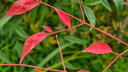 초록잎 나무사이에 있는 빨간 나뭇잎