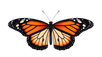 Fototapeta premium A stunning close-up of a monarch butterfly showcasing its vibrant orange and black wings, symbolizing beauty and nature in summer and spring