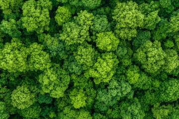 Fototapeta premium Aerial View of a Lush Green Forest Canopy