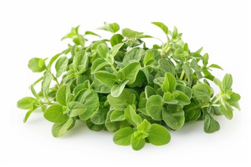 Obraz premium A fresh Oregano isolated on white