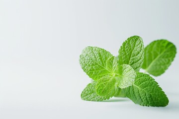 A fresh Peppermint isolated on white