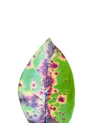 Exotic tropical leaf isolated on white background.