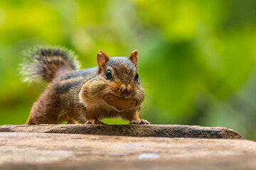 Chipmunk with a peanut in his mouth