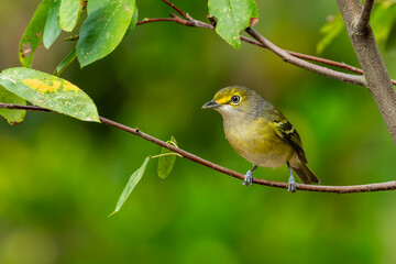 White-eyed vireo perched on a tree branch