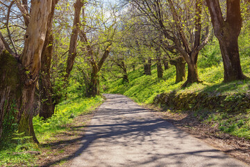 Country road through grove of old chestnut trees on sunny spring day. Montenegro, Bar municipality