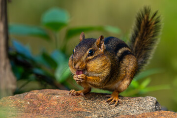 Chipmunk washing his face