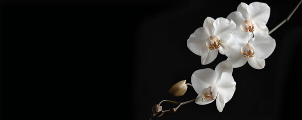 Elegant White Orchid Branch Isolated on Black Background