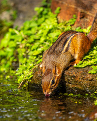 Chipmunk drinking from a stream