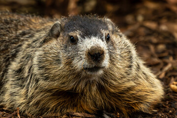 Groundhog
