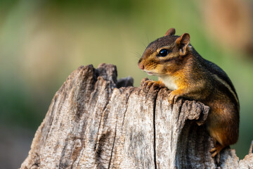 Chipmunk sitting a tree stump