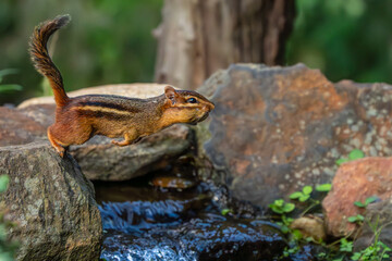 Chipmunk leaping over stream with peanut in mouth