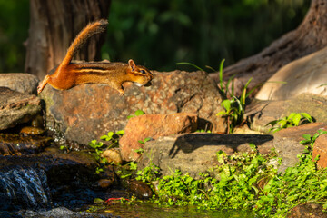 Chipmunk leaping over stream with peanut in mouth
