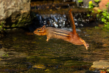 Chipmunk leaping over a stream