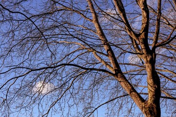 Vue sur un arbre nu en hiver par temps ensoleillé