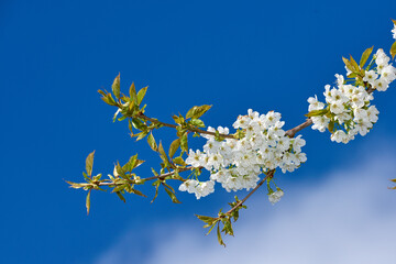 Flowers, garden and mirabelle plum as plants in bright colorful display in season, tree and nature. Sustainability, earth and texture in spring for botany, blossom and floral wallpaper as background
