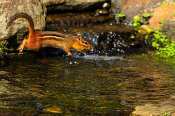 Chipmunk leaping over stream with peanut in mouth