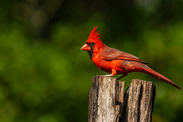 Male Northern Cardinal perched on a tree stump
