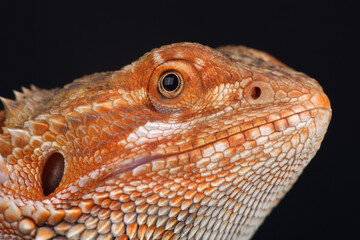 Portrait of a Central Bearded Dragon
