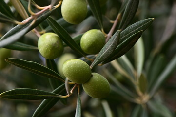 A close-up of an olive branch with green olives and leaves,
