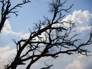 silhouette of dry tree branches against clouds background