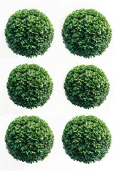 Four small green bushes growing on a plain white background