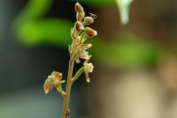 Juwelorchidee Blüte