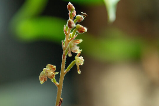 Juwelorchidee Bl&uuml;te
