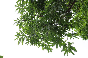 green leaves isolated on white