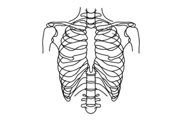 One line draws the anatomy of the chest. Human organ concept. Graphic vector illustration of human ribs continuous drawing.