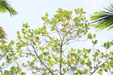 Jackfruit leaves against bright sky