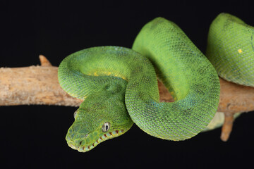 Portrait of an Emerald Tree Boa
