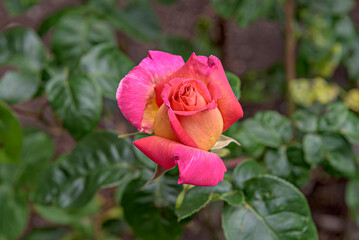Marcescent scarlet roses on green leaves background. Close up image of the flower