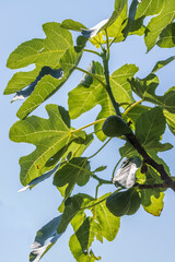 Fototapeta premium Lush fig tree with ripe fruits