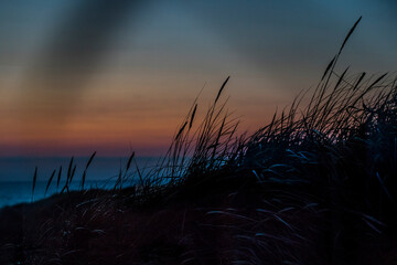 Sunset over the sea with silhouettes af long grass and dunes in foreground 