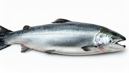 Big Atlantic salmon fish isolated on white